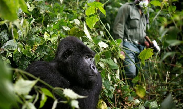 Mountain Gorillas in Africa