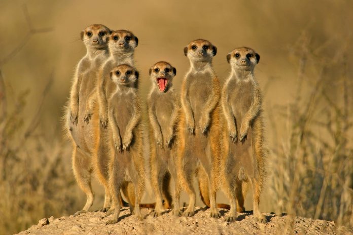 Meerkat Kgalagadi in Namibia