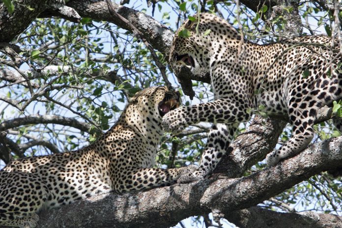 Serengeti Leopards