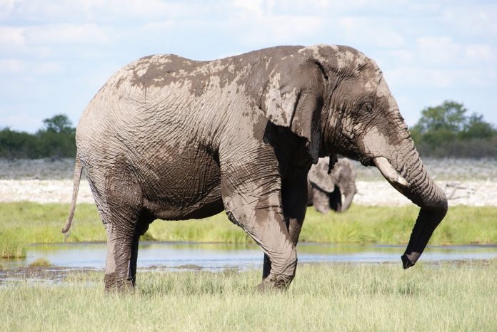 Elephant in Etosha