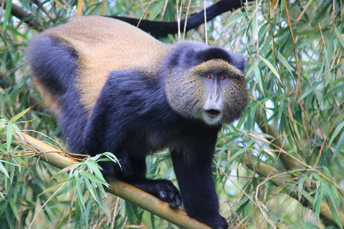 Golden Monkeys in Rwanda