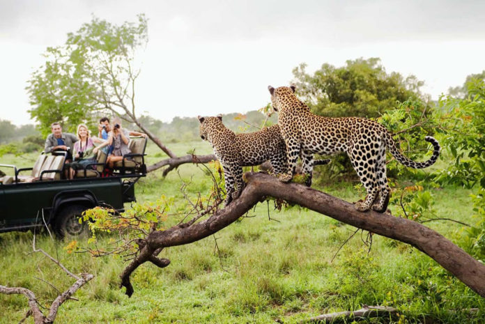 Why Go on Safari in Kruger National Park