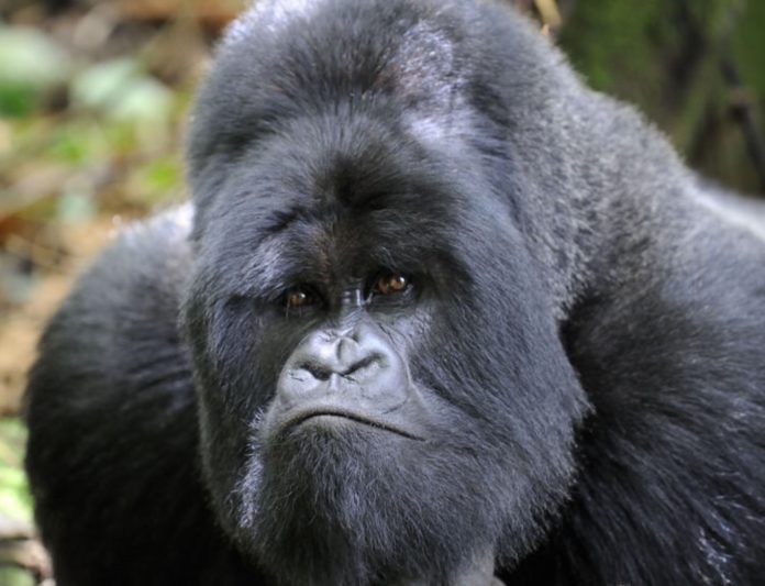 Mountain Gorillas