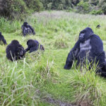 rwanda-mountain-gorilla