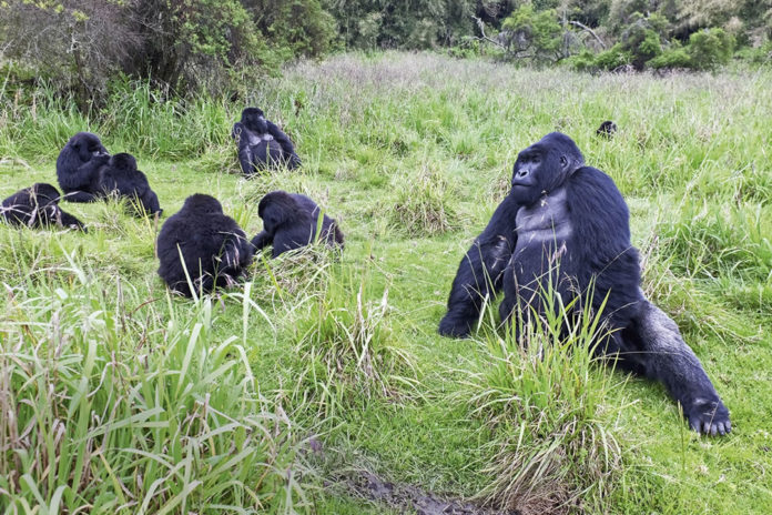 Rwandan Mountain Gorilla