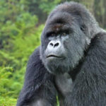 silverback-gorilla