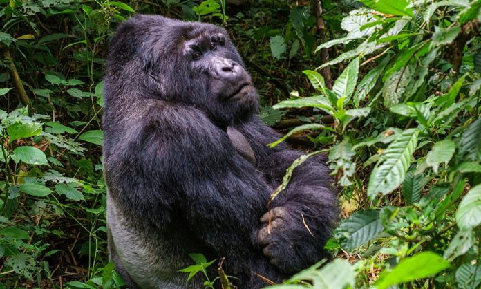 Congo Gorilla Safari in Virunga
