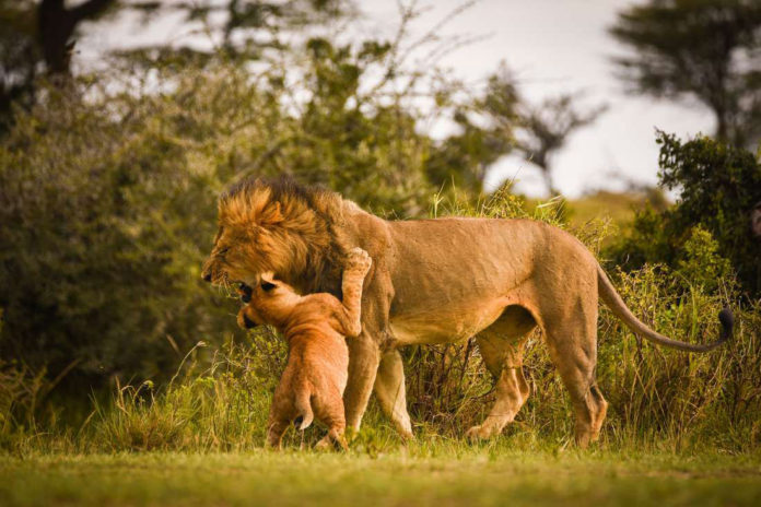 Kenya Lions