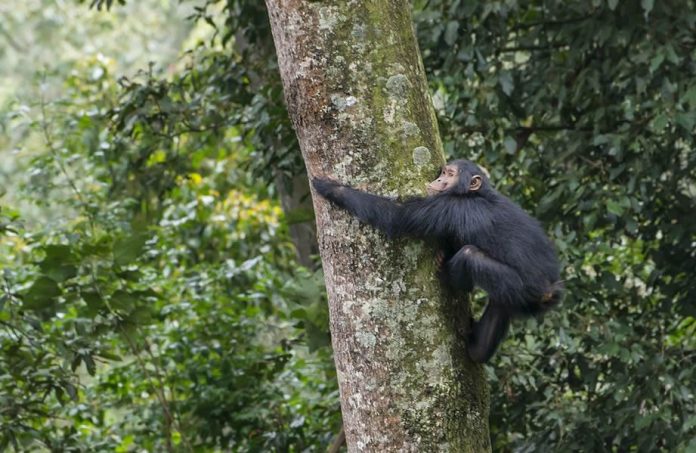 Nyungwe Chimpanzee Safari