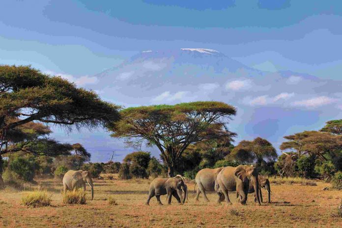 Amboseli Wildlife