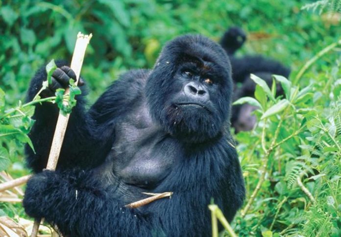 Mountain Gorilla