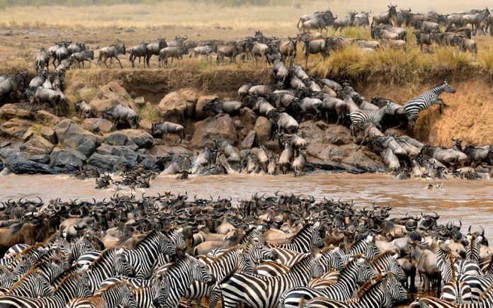 Wildebeest Migration